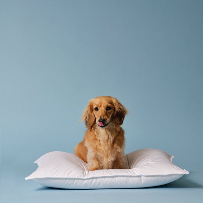 Brooklinen Down Pillow - PDP2 Option[Soft] LIFESTYLE