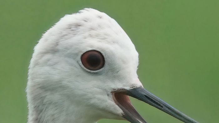 ON1 Photo RAW - After Resize AI: enlarged close-up of the black-necked stilt's head with sharp eye and feather detail