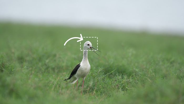 ON1 Photo RAW - Before Resize AI: black-necked stilt standing in green grass, with the area to be enlarged outlined