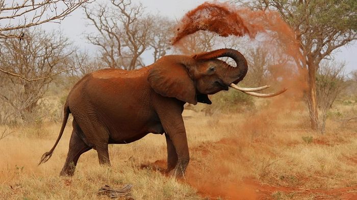 ON1 Photo RAW - Before Super Select AI: African elephant tossing red dust over its back on a dry savanna