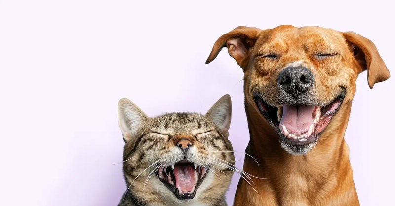 Embrace Pet Insurance